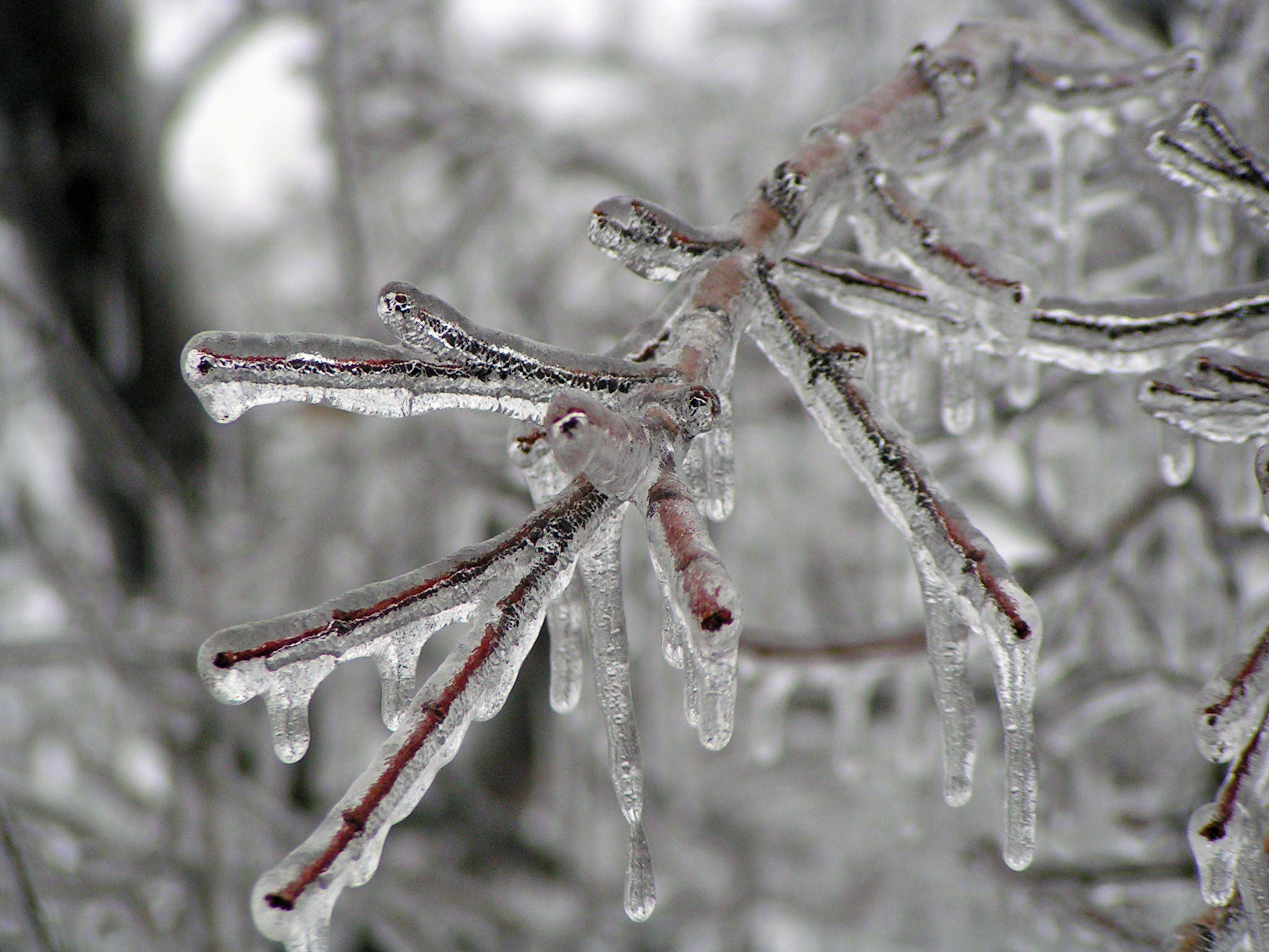 ice glaze _n a tree in Kasas during the 2007 Ice Storm