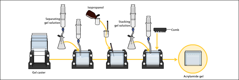 Page+gel+electrophoresis