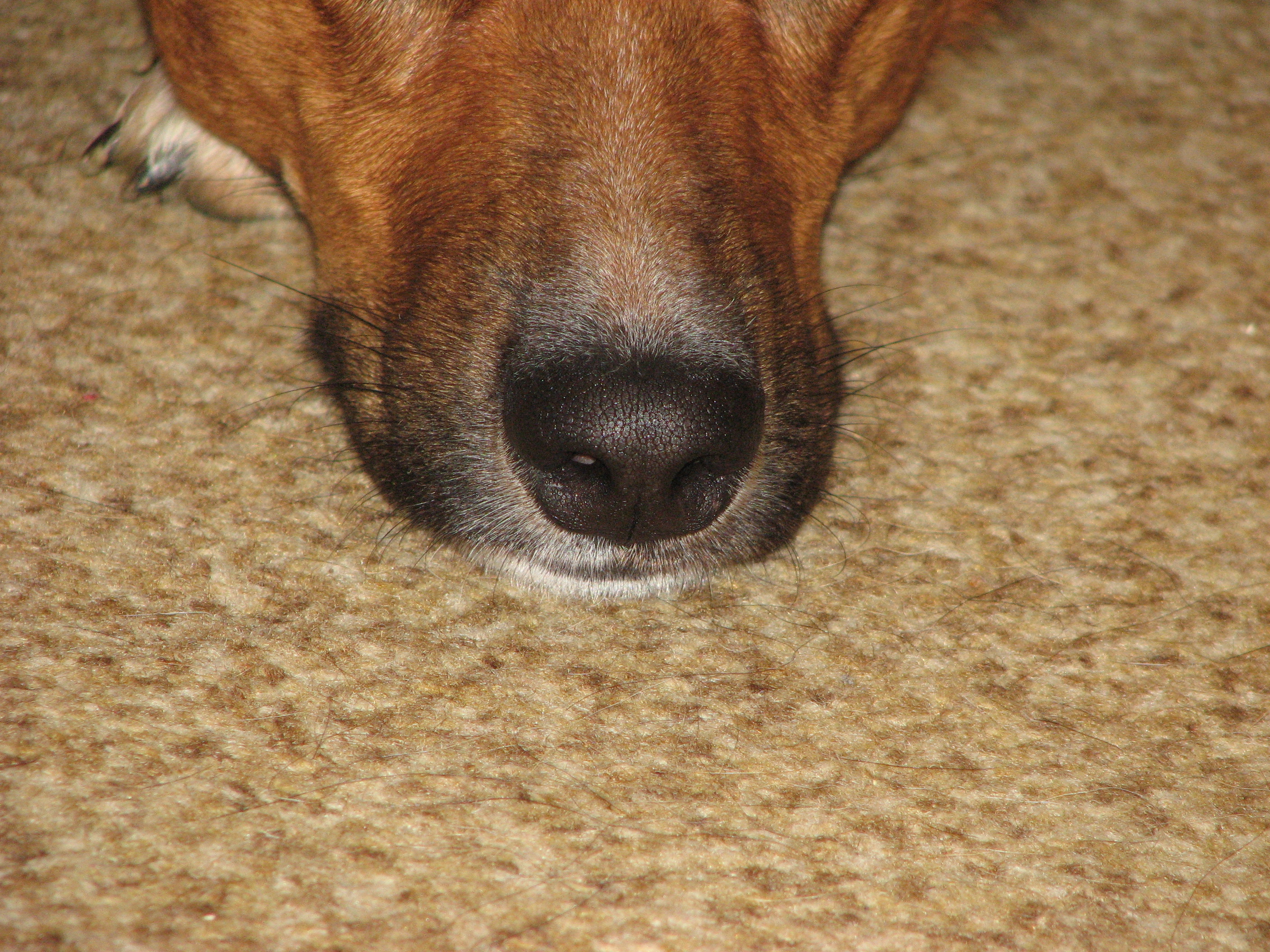 the nose of dog