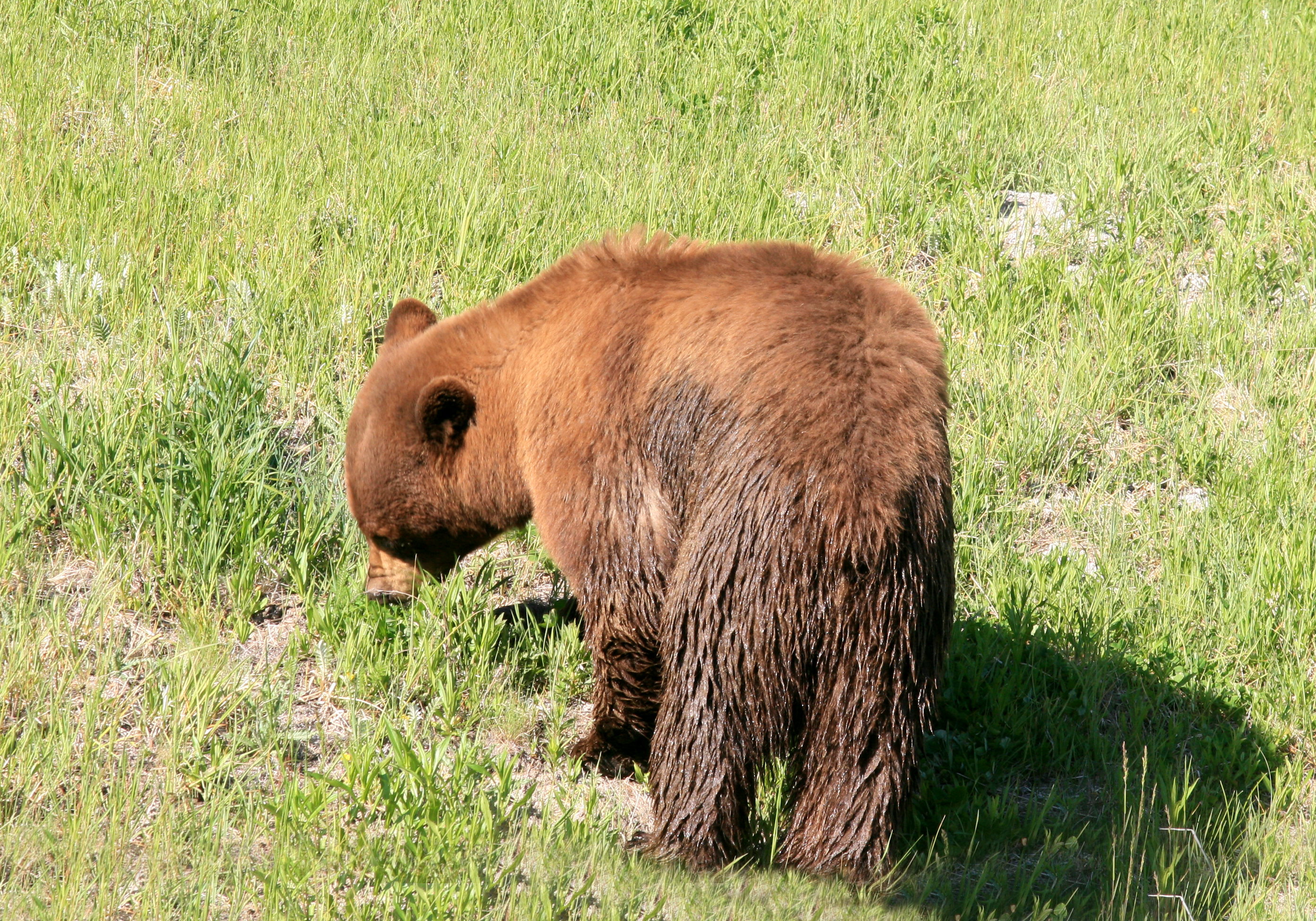 bear in yellowstone