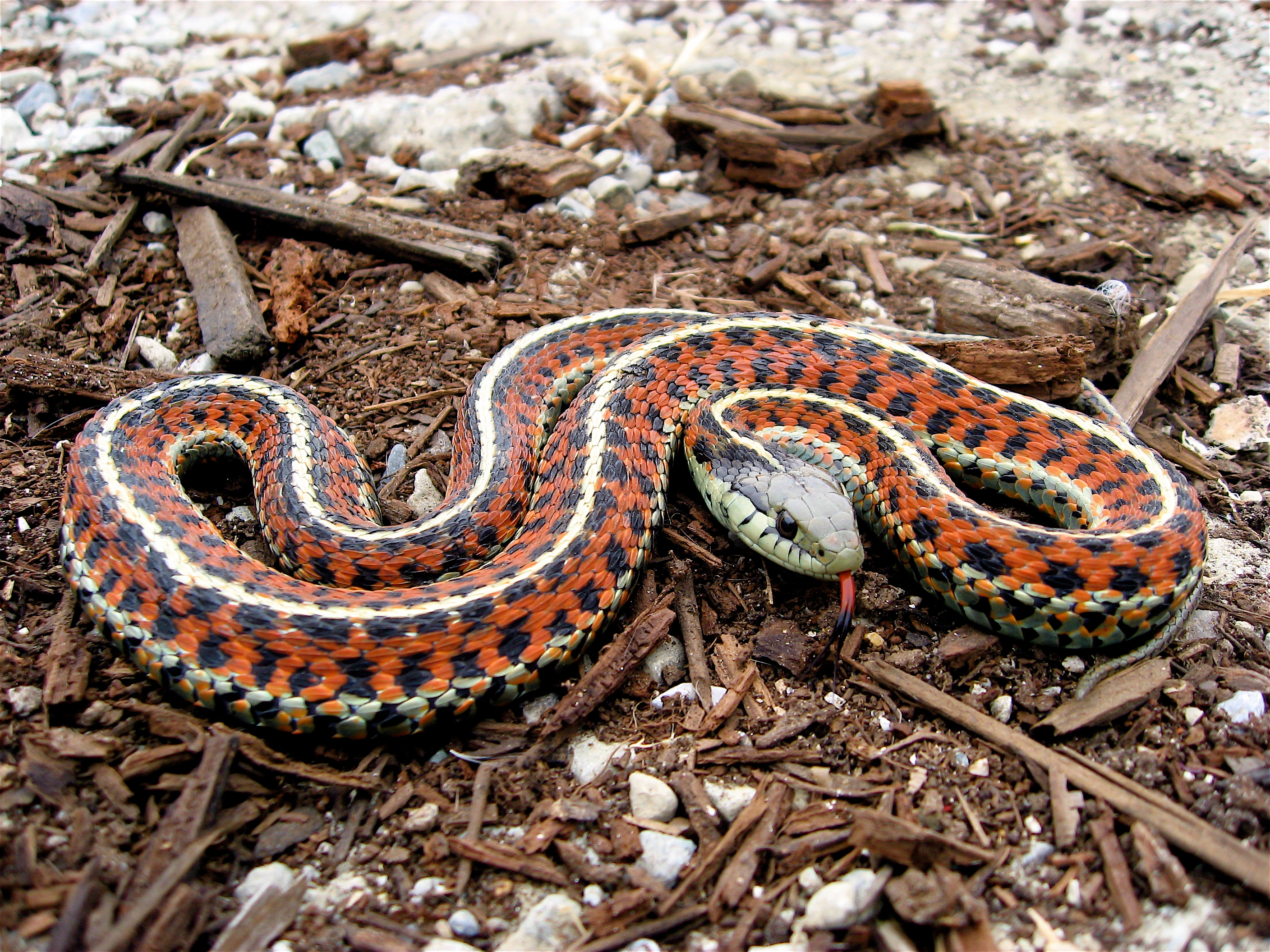 File:Coast Garter Snake.jpg - Wikipedia