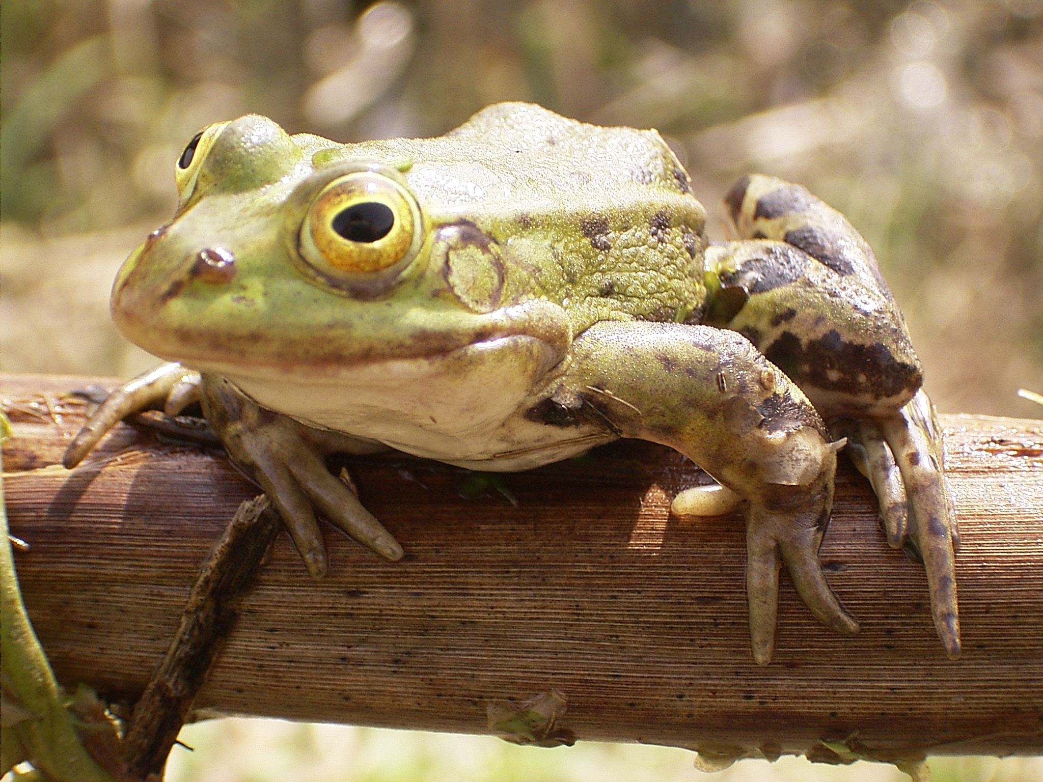 FileFrog on bough.jpg Wikimedia Commons