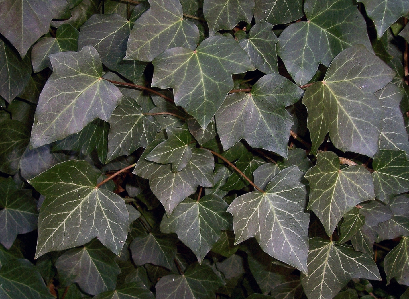 Images Ivy
