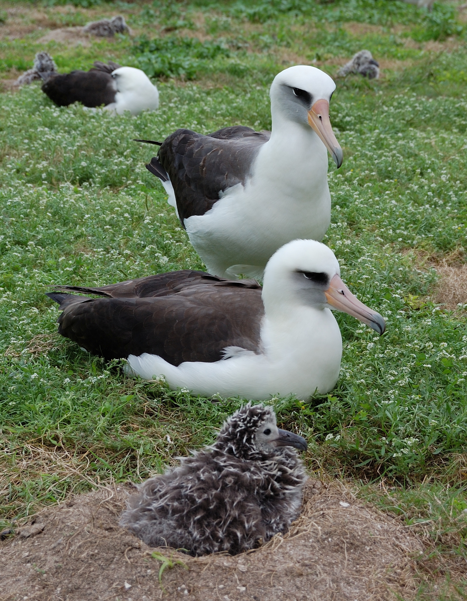 http://upload.wikimedia.org/wikipedia/commons/7/76/Laysan_pair_and_chick.jpg