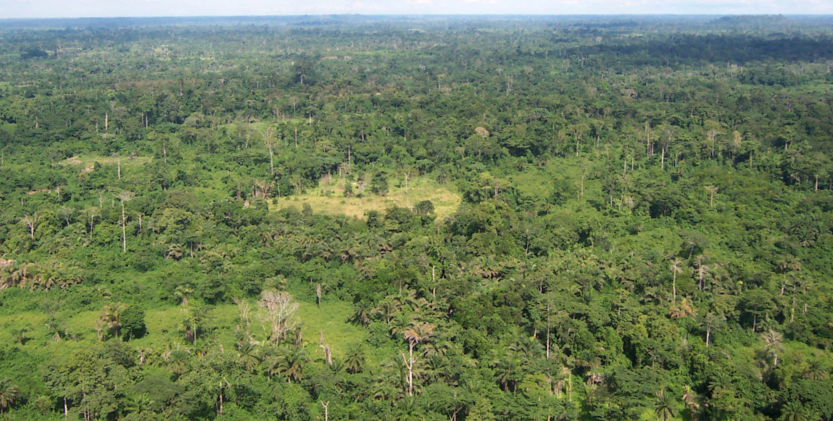 http://upload.wikimedia.org/wikipedia/commons/7/76/Liberia_tropical_forest.jpg