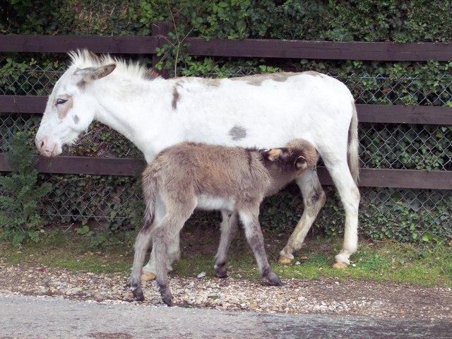 Milk Bar - geograph.org.uk - 474410