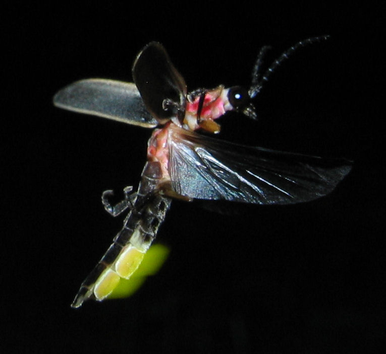 Photinus pyralis Firefly glowing.jpg  Firefly (photinus pyralis) glowing