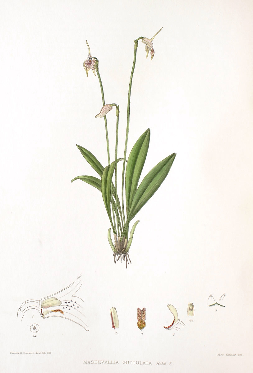 Masdevallia guttulata image