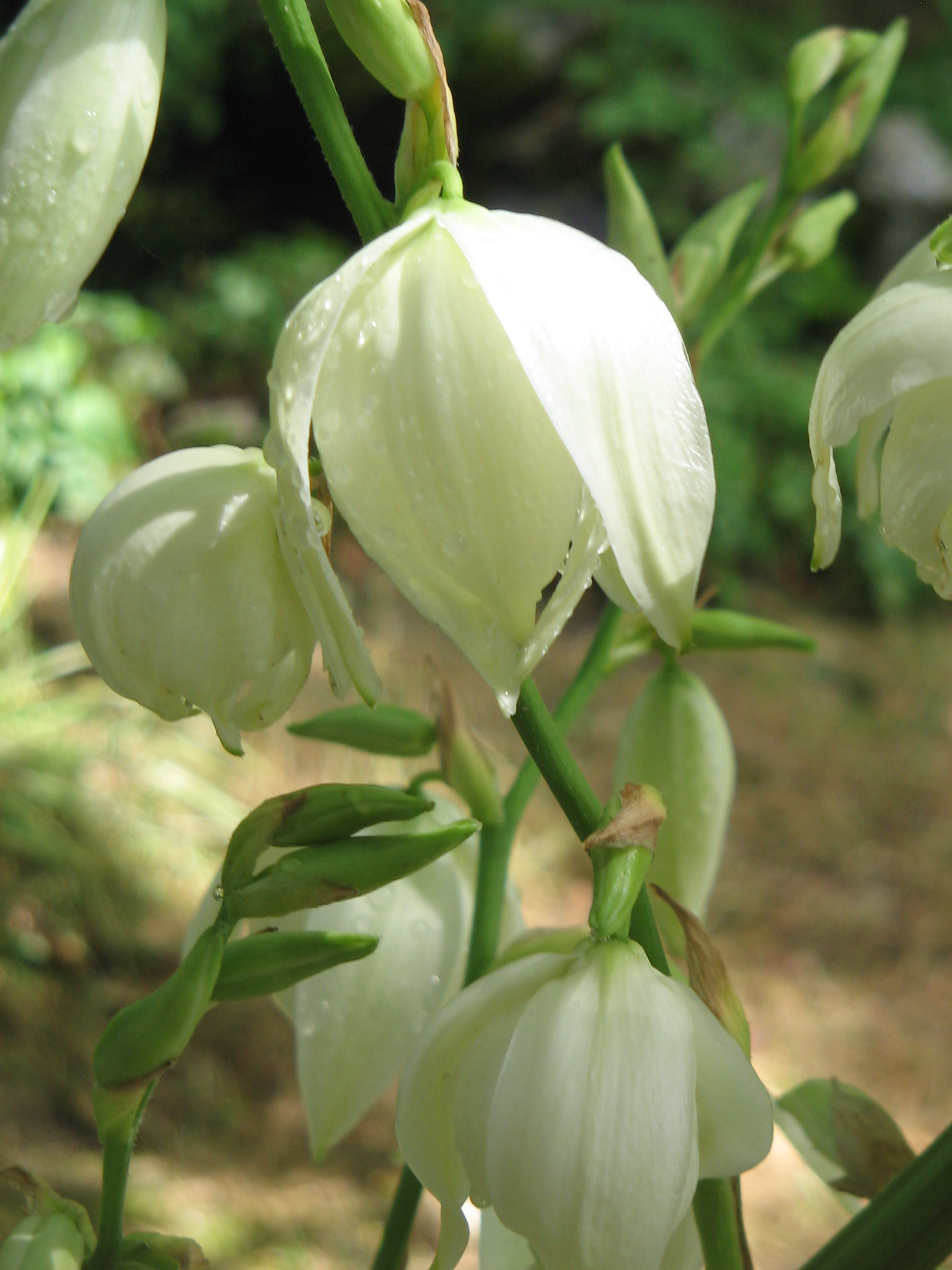 yucca flaccida