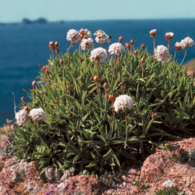 Armeria berlengensis