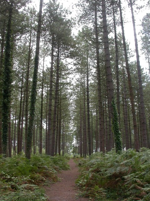 Ringwood Forest