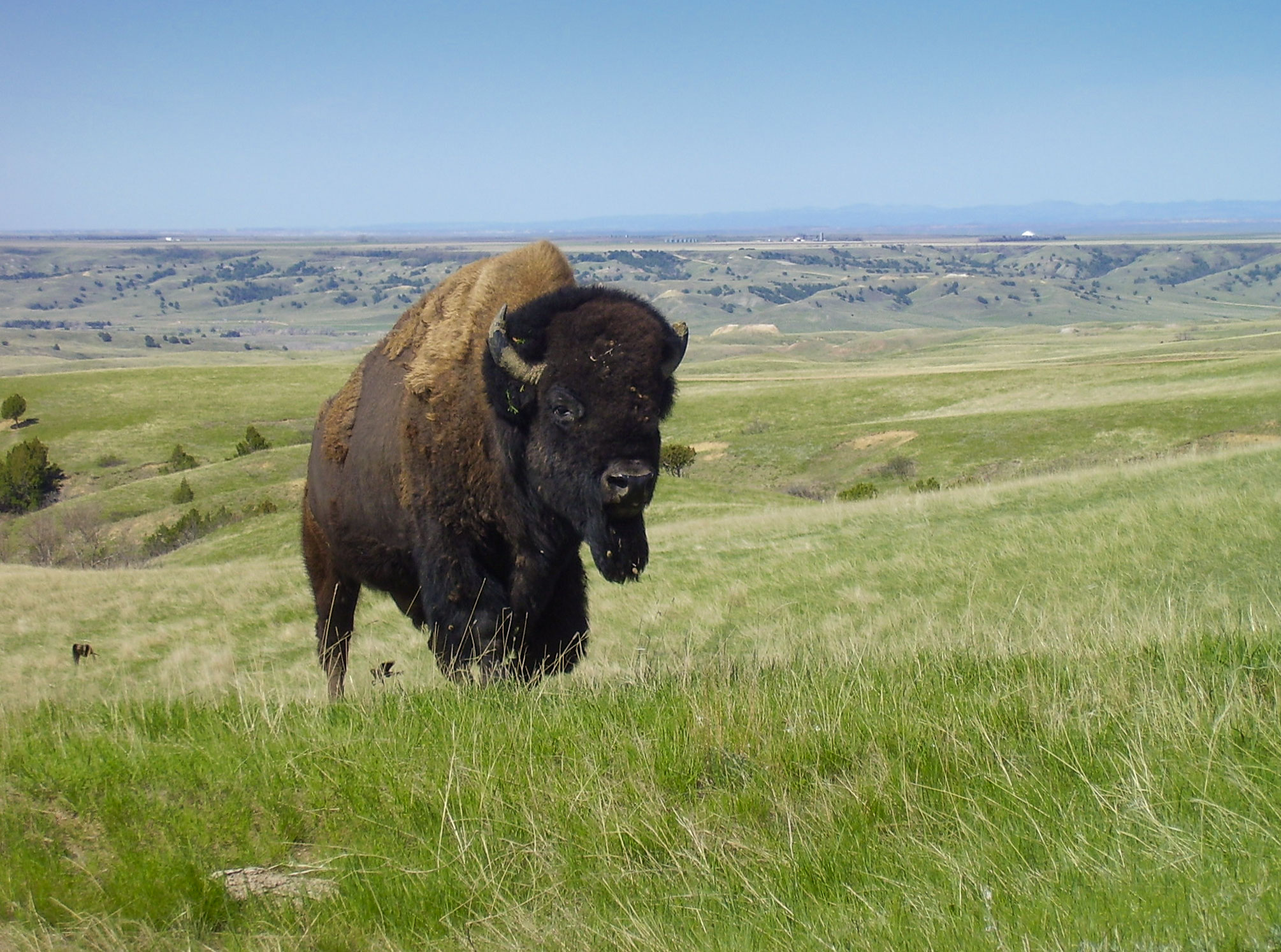 http://upload.wikimedia.org/wikipedia/commons/7/77/Bison_Badlands_South_Dakota.jpg