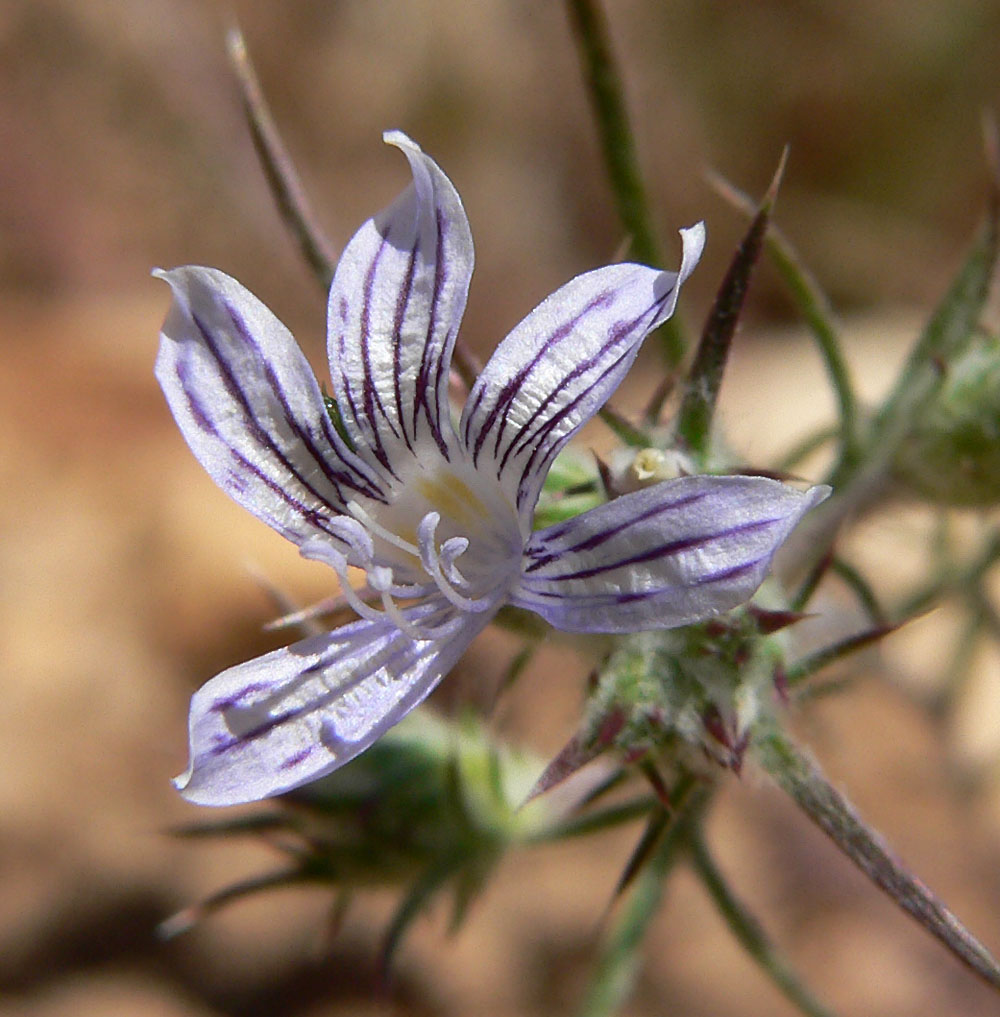 Eriastrum_eremicum_9.jpg