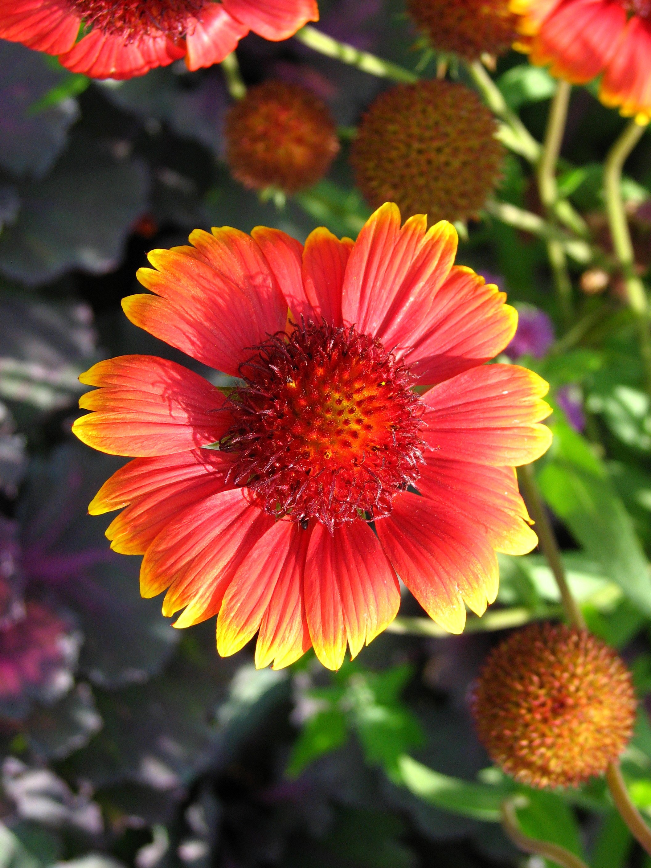 Gaillardia Pulchella