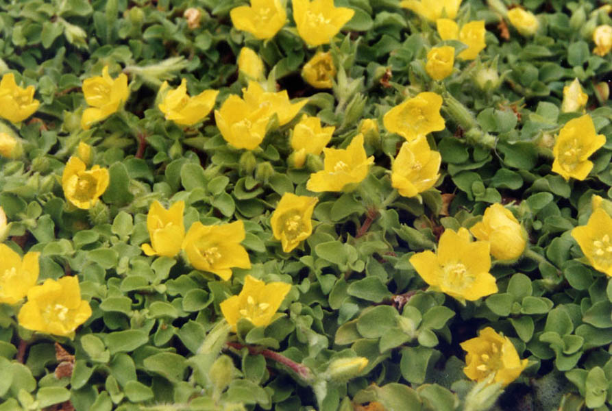 Lysimachia image