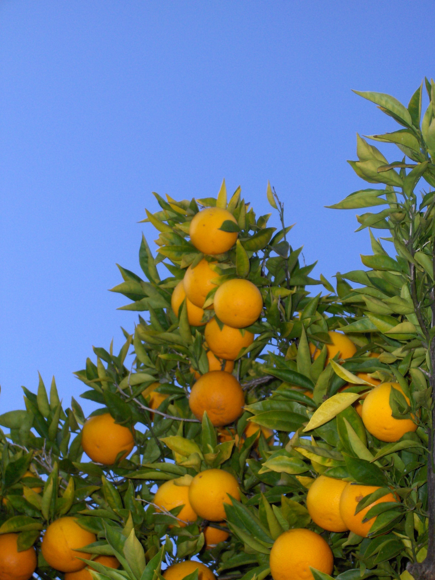 California Orange Trees