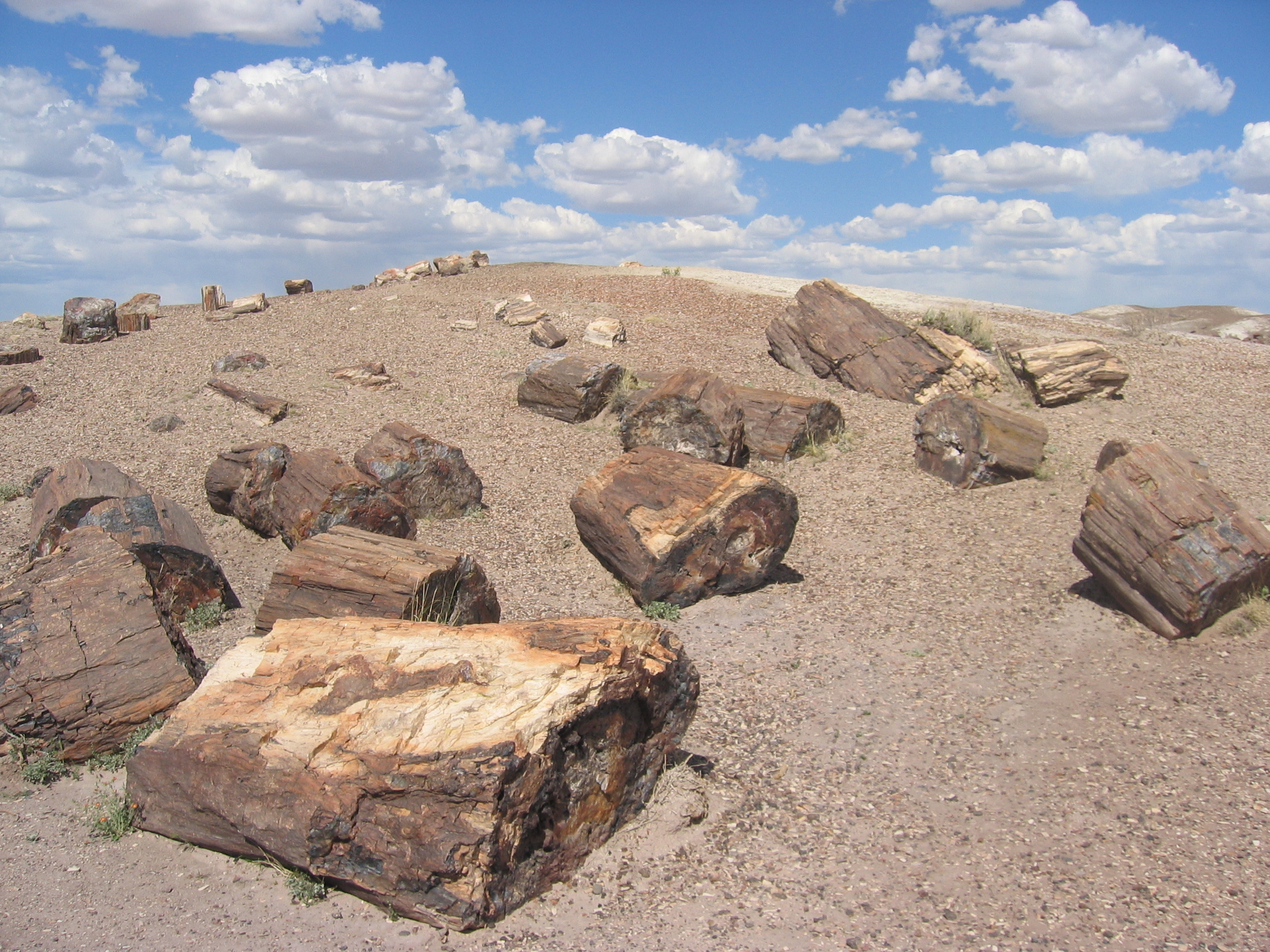 petrified forest national park form