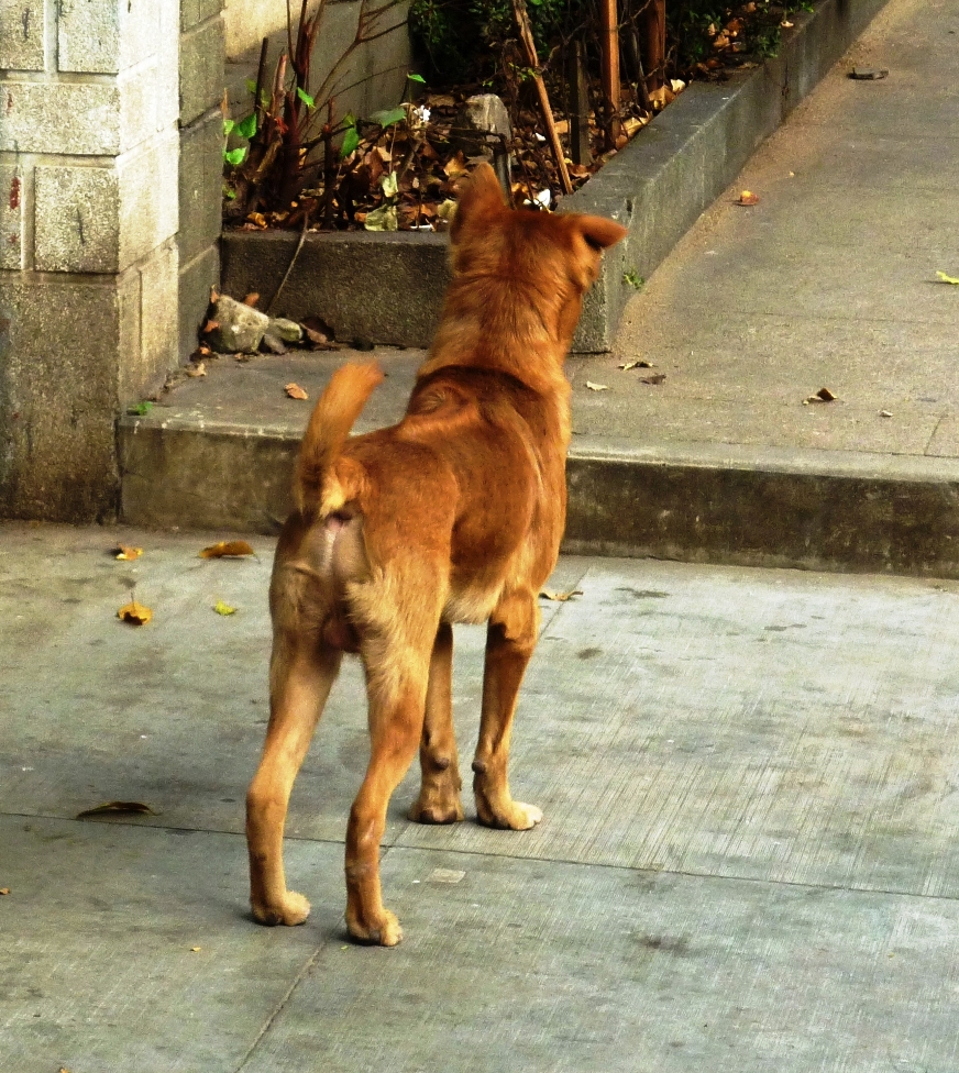 Phu Quoc Dog