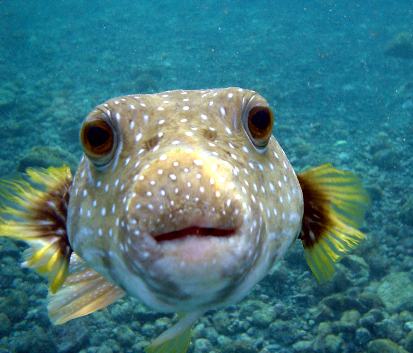 File:Puffer Fish DSC01257.JPG - Wikipedia, the free encyclopedia