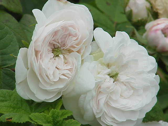 http://upload.wikimedia.org/wikipedia/commons/7/77/Rosa_damascena2.jpg