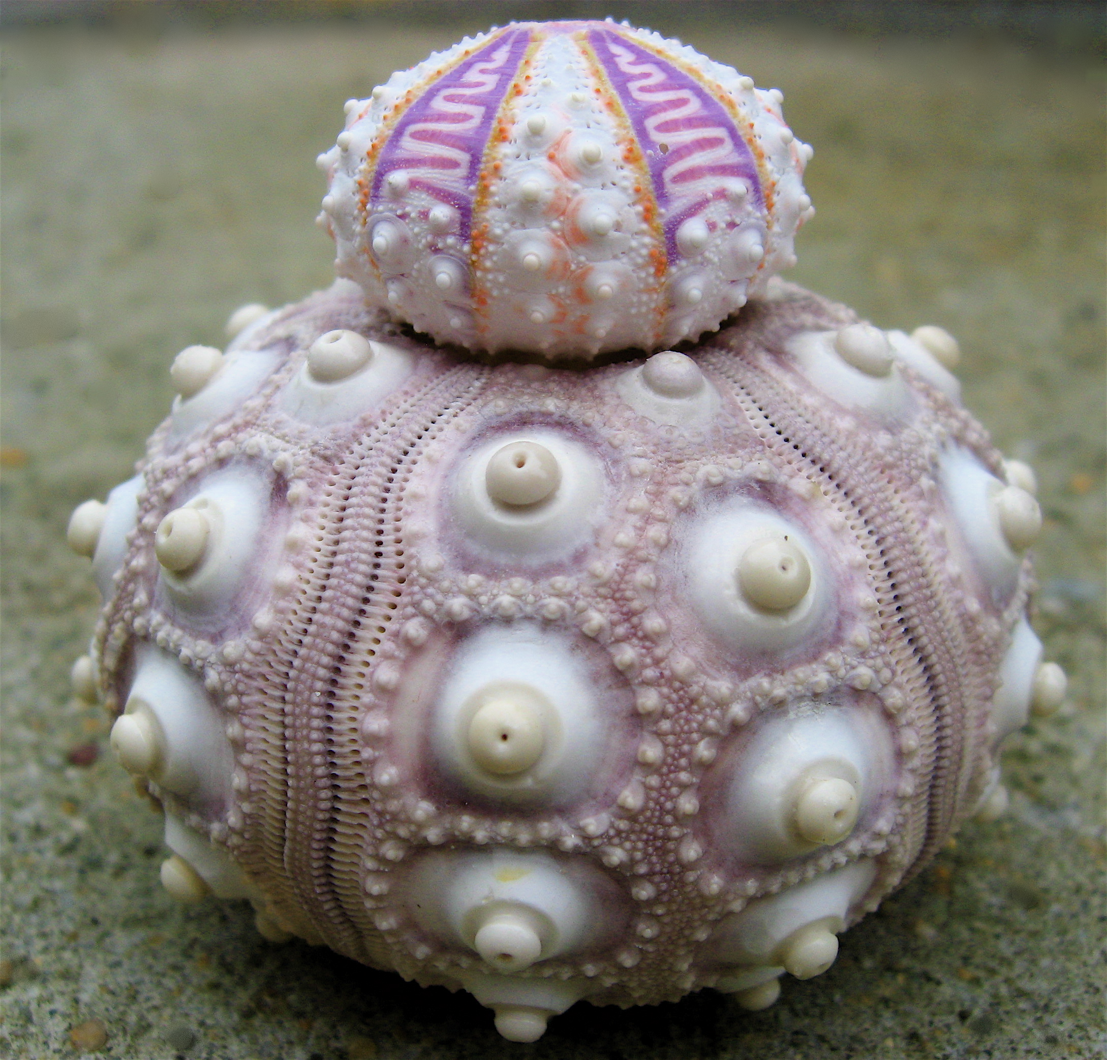 Sea_urchin_tests.jpg
