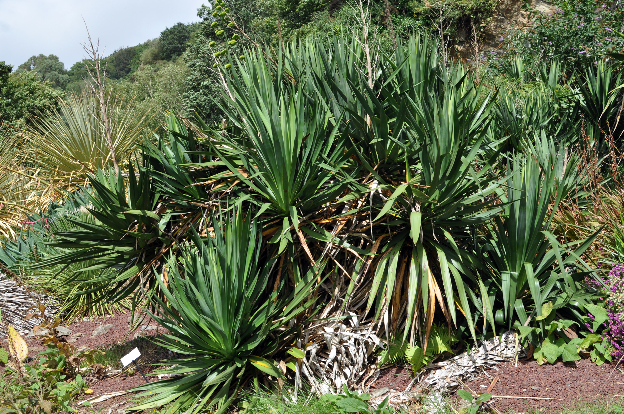 Yucca Neomexicana