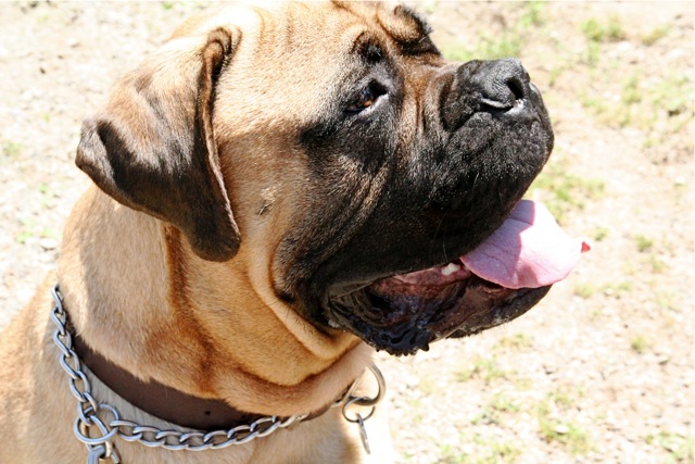 American Mastiff Pics