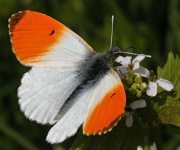 Anthocharis cardamines butterfly 280405-1