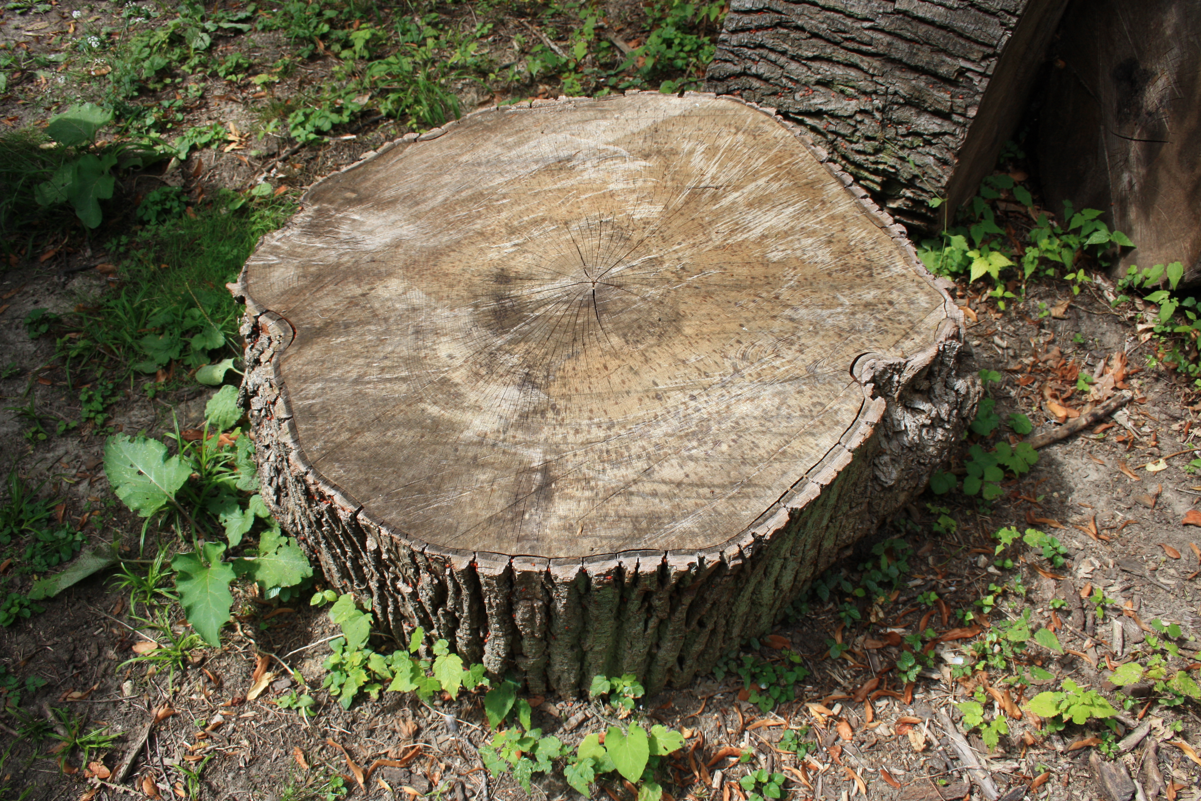 stump tree