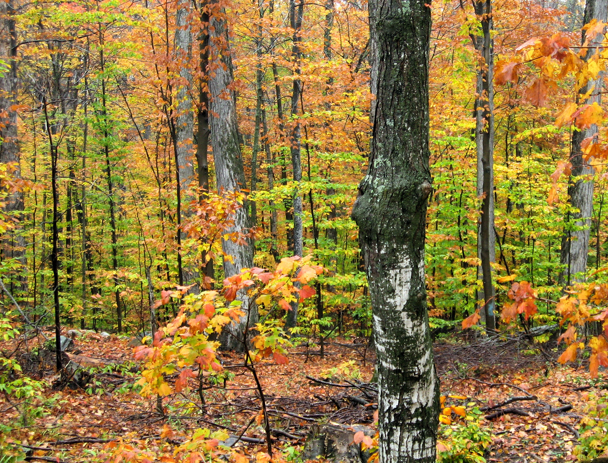 File:Fall Colors.JPG - Wikimedia Commons