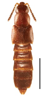 Gnypeta brevicornis