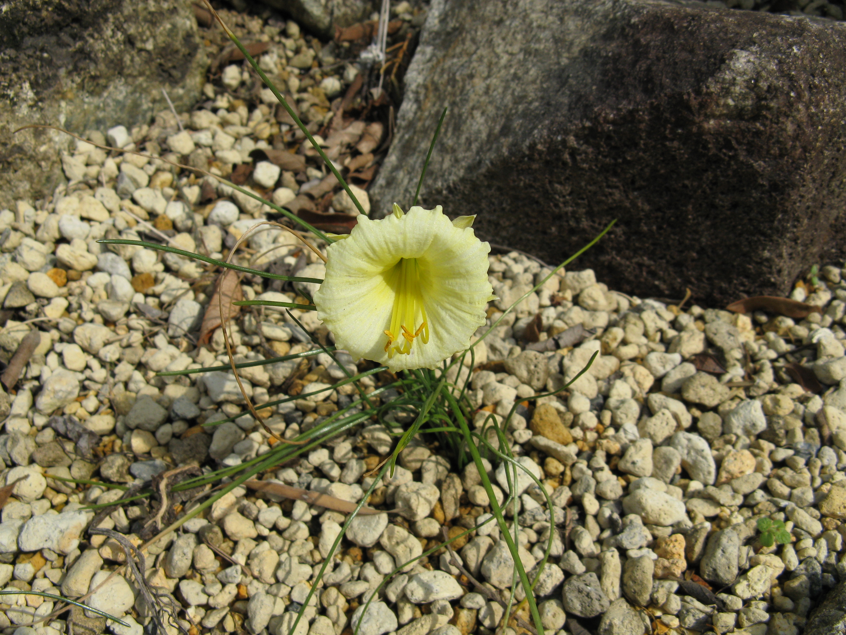 File:Narcissus romieuxii 39;Julia Jane39;1.jpg  Wikimedia Commons