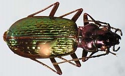 Nebria fulgida