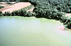 Potomac River green with Cyanobacteria bloom