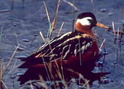 RedPhalarope23.jpg