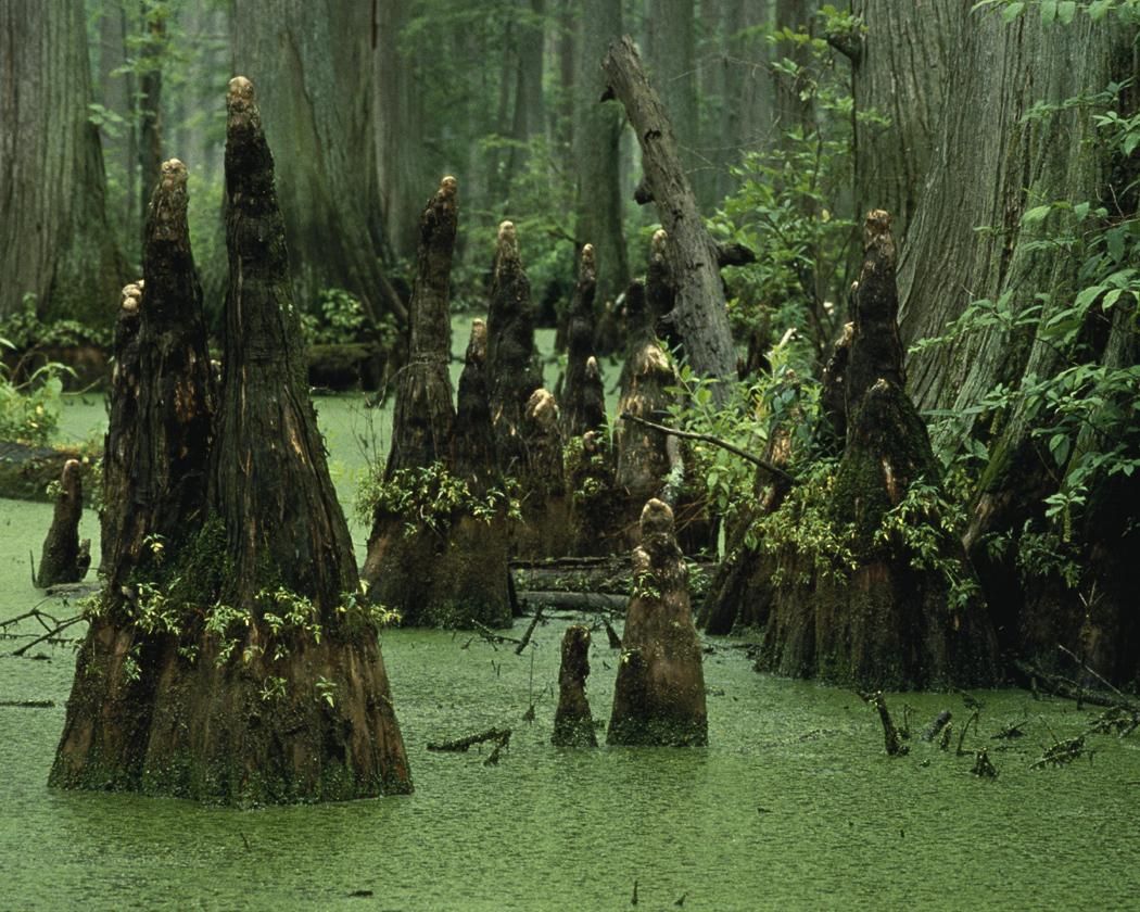 The swamp natures toilet public