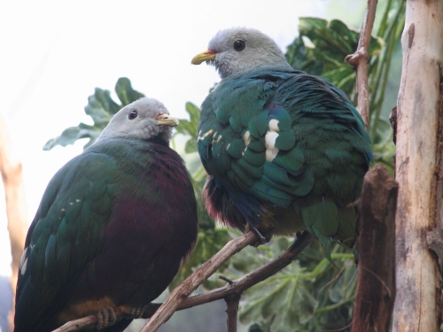 Ficheiro:WompooFruitDove.JPG