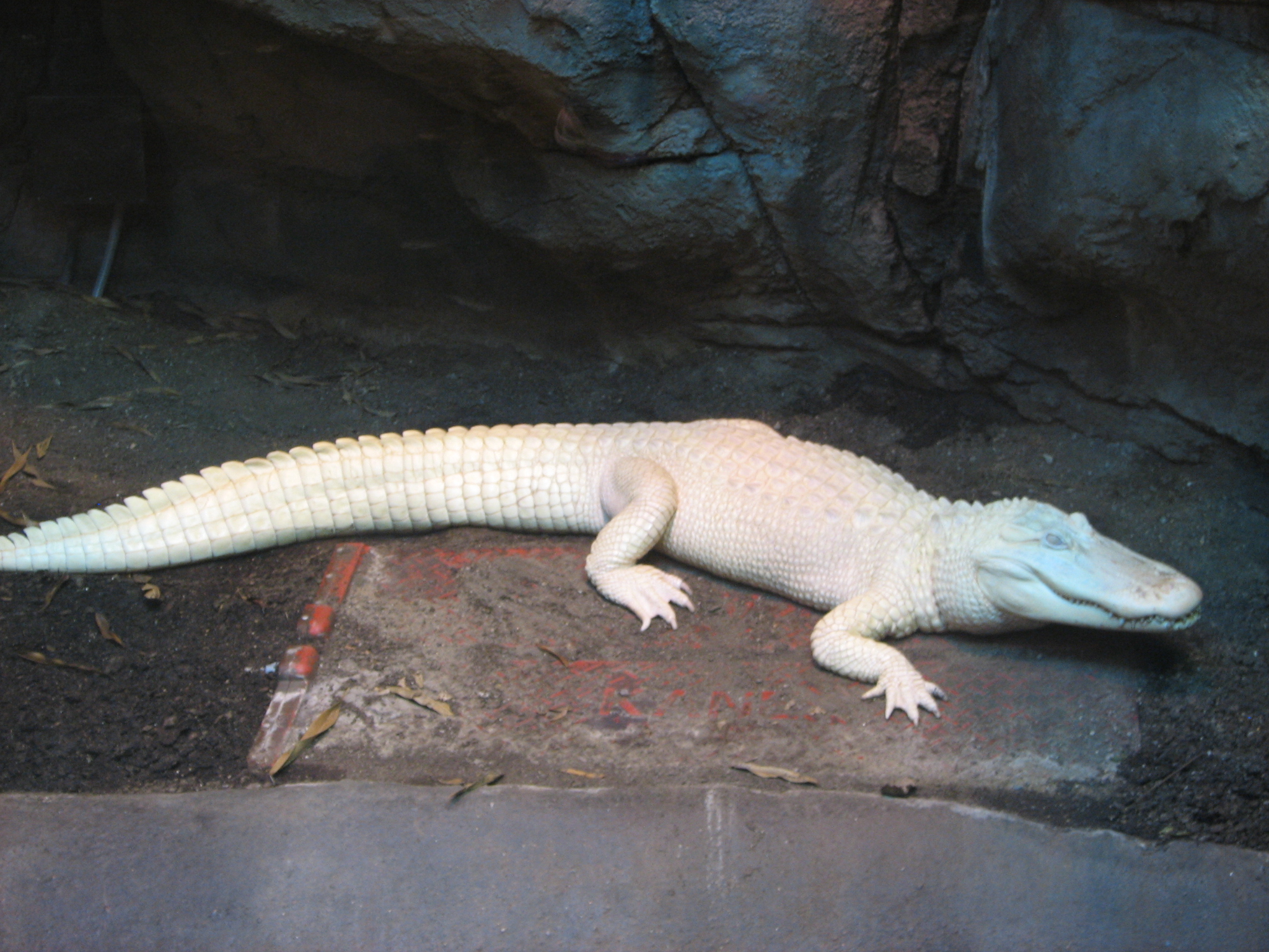 Allie the Alliterative Albino American Alligator