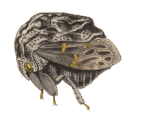 Bolbonota insignis