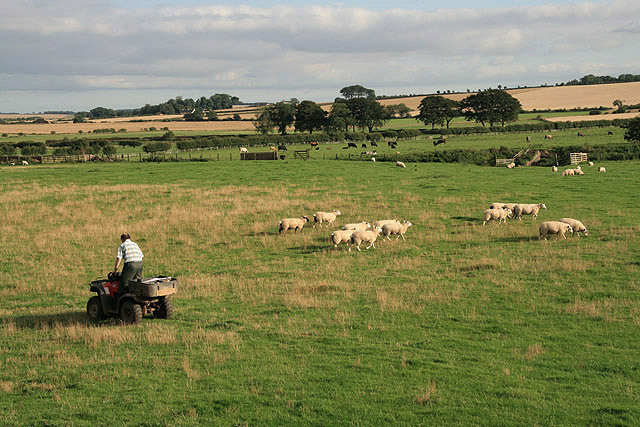 Checking_out_the_sheep_-_geograph.org.uk