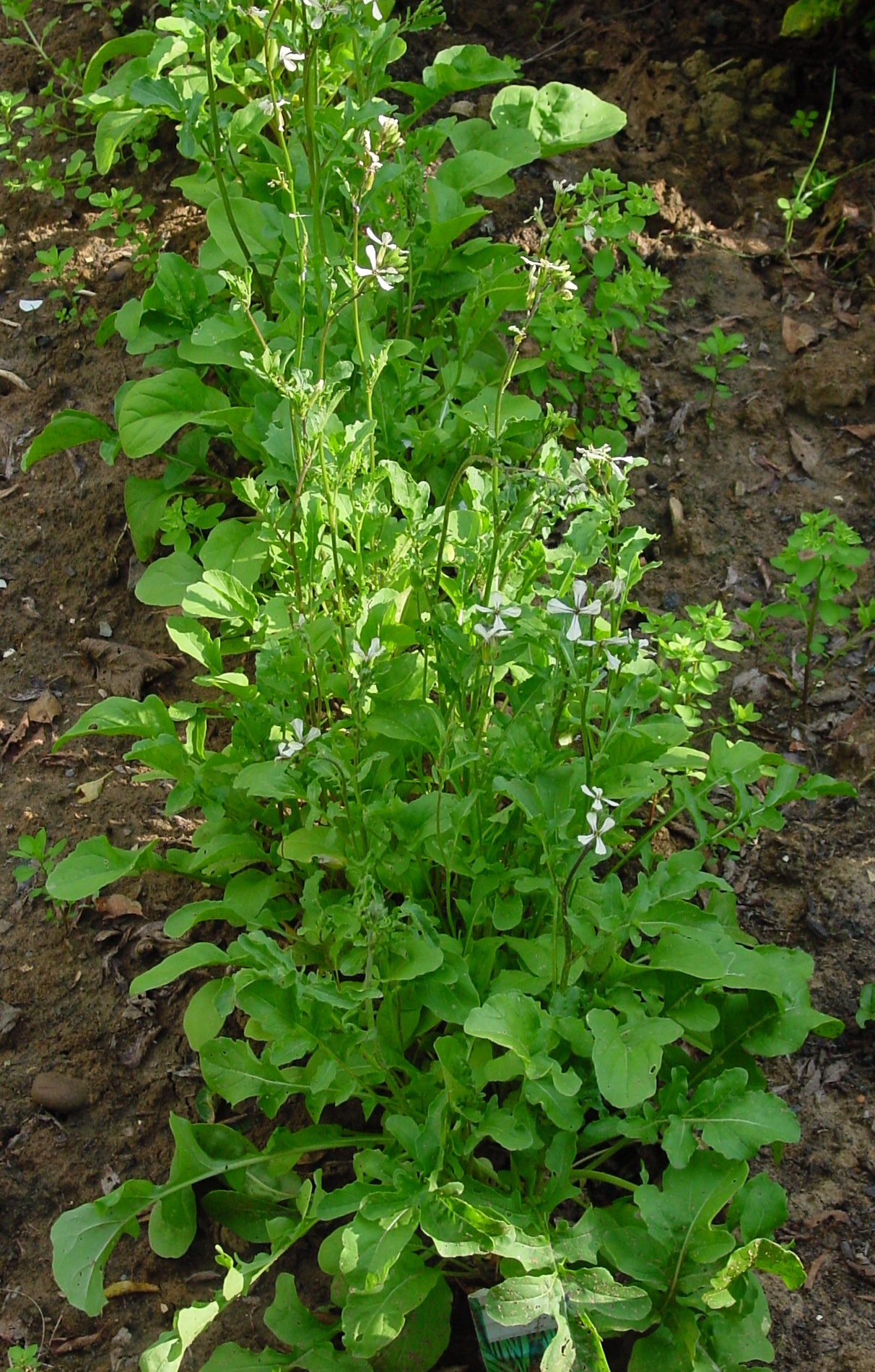 arugula is delicious in salads and has many health benefits.  image courtesy of Leo Michels