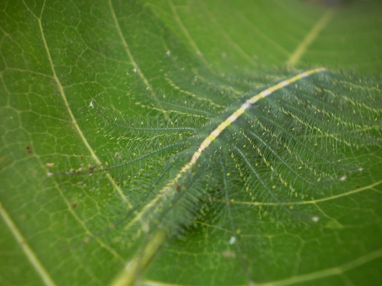 Leaf Caterpillar