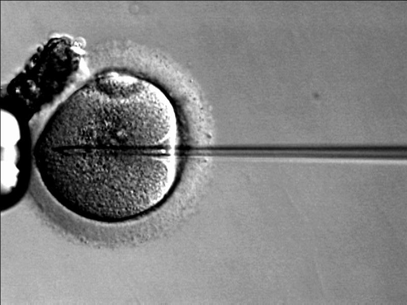 During IVF, an egg cell is injected with sperm outside the womb