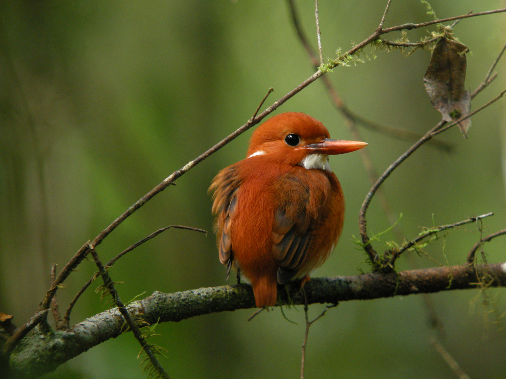 Ceyx_madagascariensis_-Mantadia_National_Park,_Madagascar-8_(1).jpg