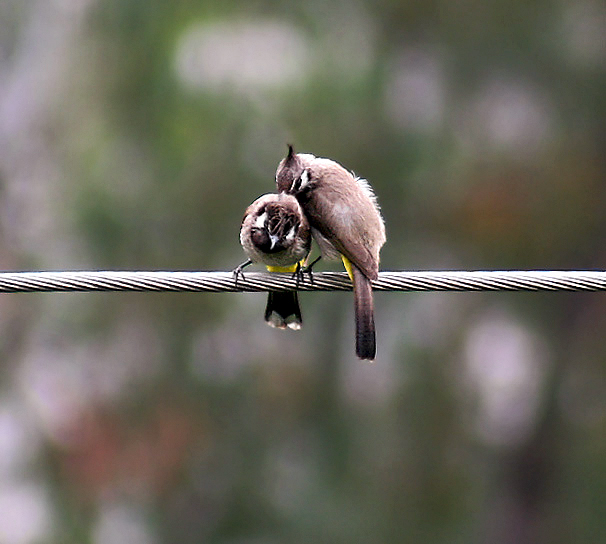 Himalayan_Bulbuls_-_Himachal-_I_IMG_3118.jpg