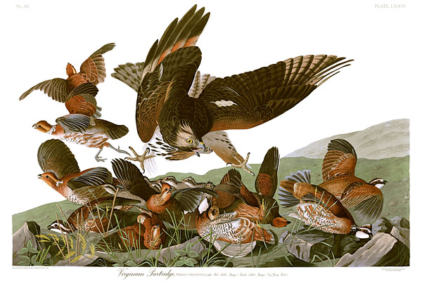 http://upload.wikimedia.org/wikipedia/commons/7/7a/John_James_Audubons_Plate_76_-_Birds_of_America_%28Virginian_Partridge%29.jpg