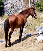 Poney de Flores alezan sur une colline.