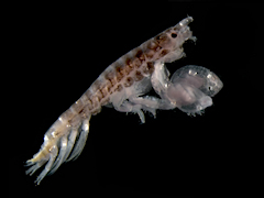 Microdeutopus gryllotalpa