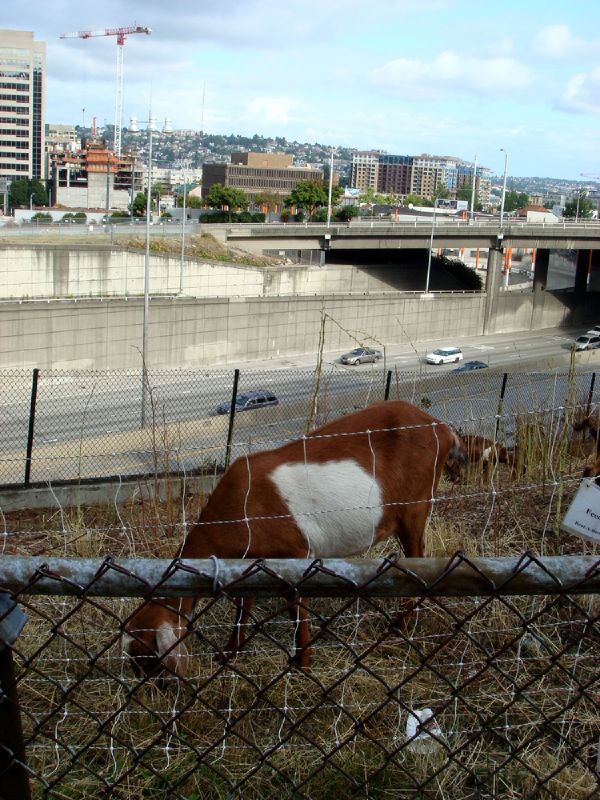 Seattle_Goat_by_the_freeway.jpg