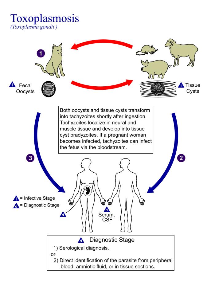 Life cycle of the protozoan, picture from Wikipedia